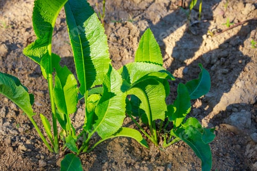 Preview: Horseradish bushes known for their large, green leaves.