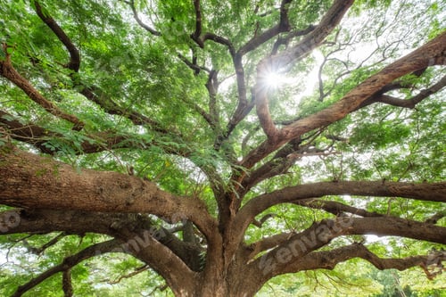 Preview: Big rain tree branch shady