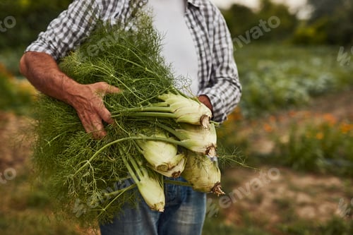Vista previa: Farmer with bunch of fresh fennel in field