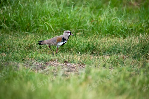 Vista previa: Un pajarito de vientre pequeño que se esconde detrás de unos pastos
