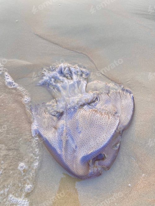 Preview: Closeup of a jellyfish on the beach