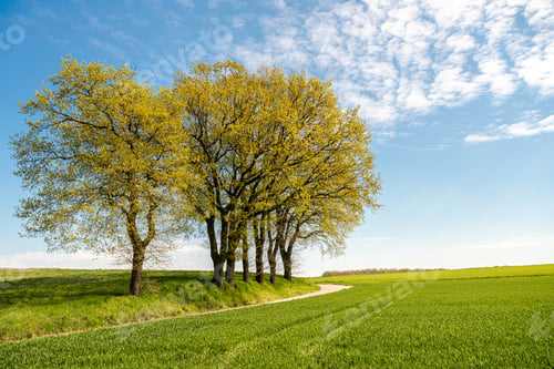 Preview: Green hill with dreamy clouds and blue sky in the background.
