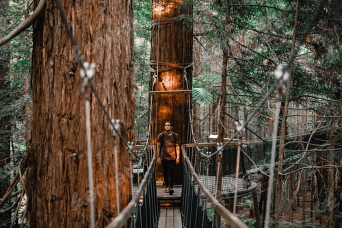Preview: caucasian young man looking at camera walking along the walkway that joins the trunks of the large