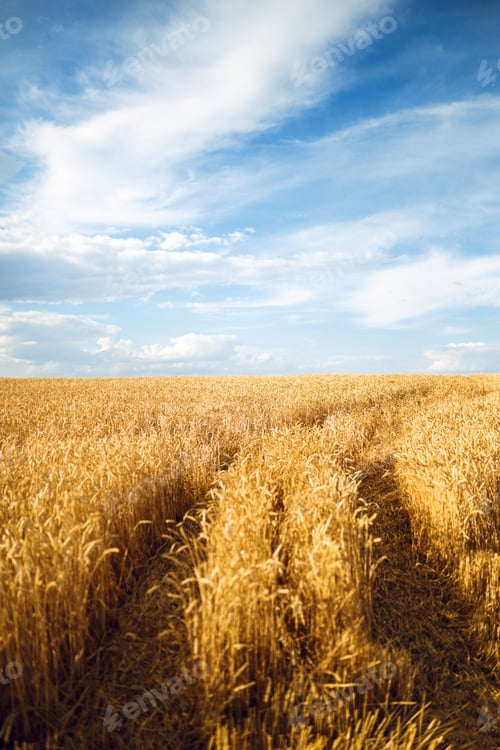 Preview: Backdrop of ripening ears of yellow wheat field on the sunset cloudy orange sky background.
