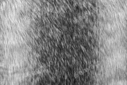 Preview: Abstract Soft Texture Of Shaggy Or Fluffy Fur For A Fleecy Background