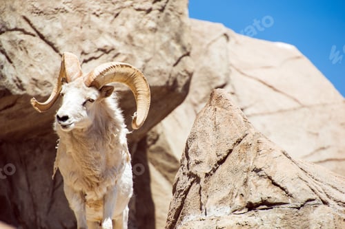 Preview: Colorado Bighorn Sheep