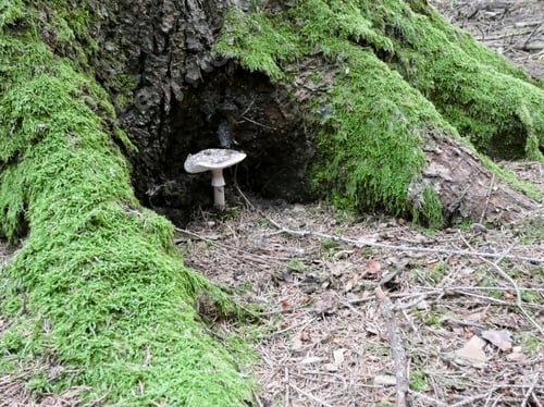 Preview: Closeup of Amanita phalloides growing near a tree