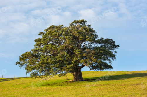 Vorschau: Einsamer Baum
