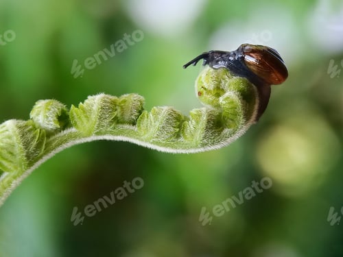 Preview: Snail
