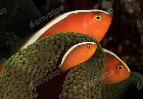 Preview: Amazing underwater world, Underwater world scene.