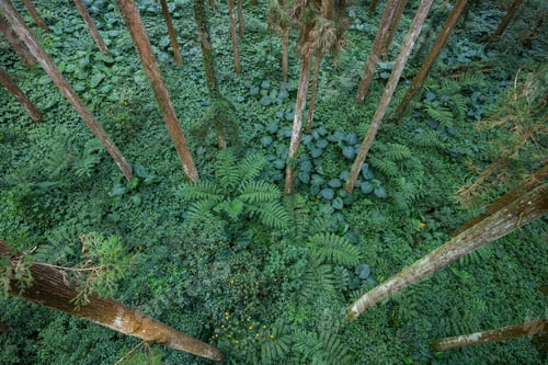 Preview: Top down view of the tree forest