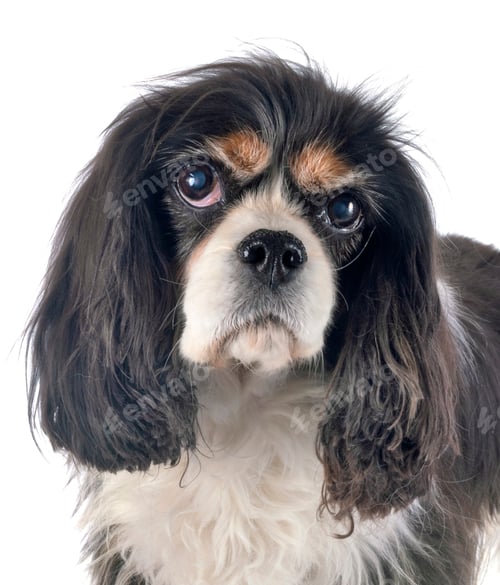 Preview: cavalier king charles