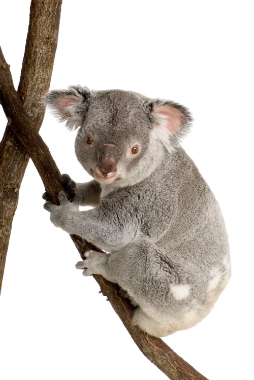 Vorschau: Koala