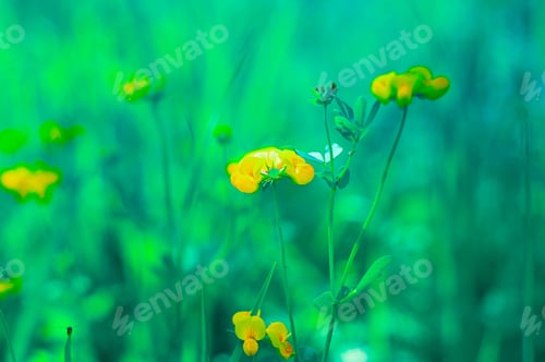 Preview: Beautiful flowers on a toned on mint background outdoors close up. Spring summer floral