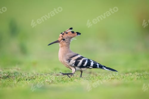 Preview: hoopoe closeup on grass