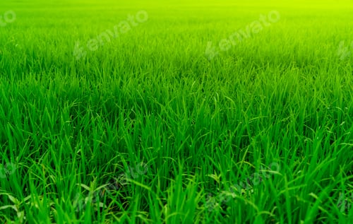 Preview: Rice plantation. Green rice paddy field. Organic rice farm in asia. Rice growing agriculture. Green