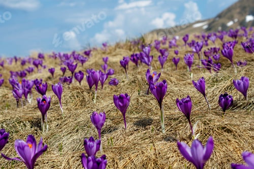 Preview: closeup shot of spring crocuses and dry grass on meadow with cloudy blue in Romania