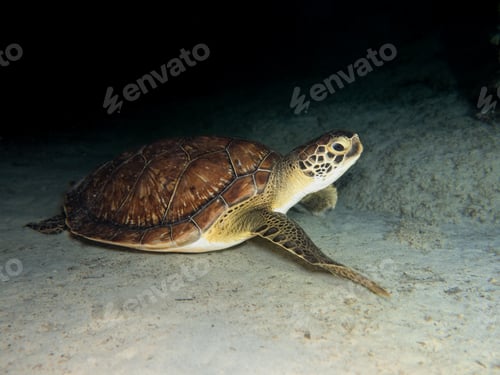 Preview: Turtle on a night patrol