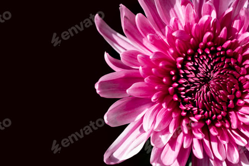 Preview: Fresh pink chrysanthemums close-up on a black background.