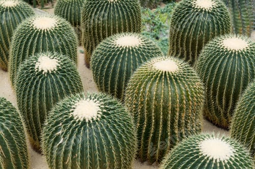 Preview: Fresh succulent cactus in garden