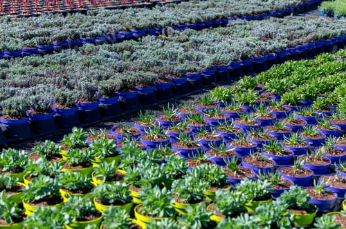 Preview: Seedlings nursery is encouraged the growth of seeds and young plants