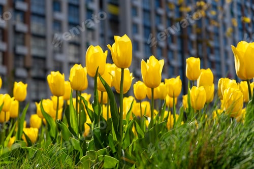 Preview: Yellow tulip. A large bud of a yellow flower. Spring background. Tulips in the garden. Seasonal