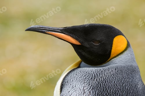 Preview: Closeup of a majestic King Penguin in its natural habitat