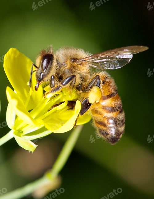 Preview: Bee on flower
