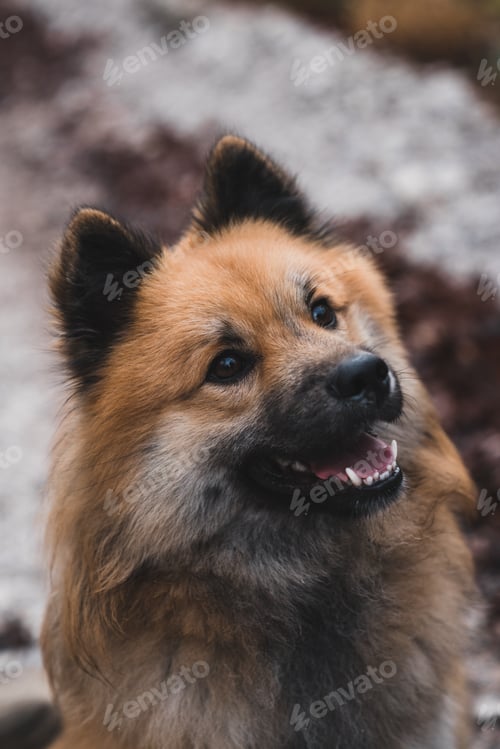 Visualização: Cute dog on path in countryside