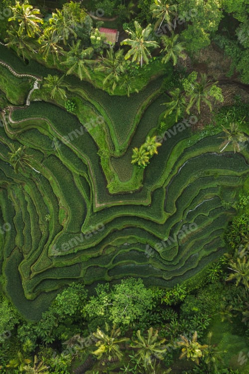 Preview: Aerial view of Tegallalang Bali rice terraces. Abstract geometric shapes of agricultural parcels