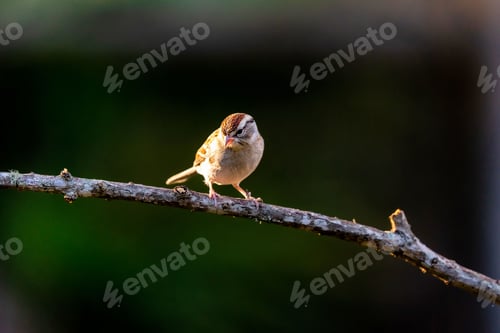 Preview: Chipping sparrow perched on a tree branch.