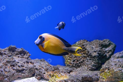 Preview: Beautiful Bright Orange Fish In The Aquarium, Acanthurus Pyroferus Chocolate Surgeonfish