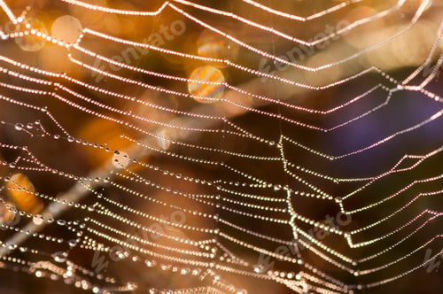 Preview: Beautiful pattern of spider's web with dewdrops on green background, Nature background