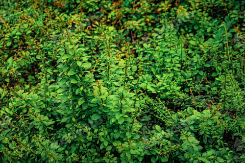Preview: Background with bright, saturated green leaves