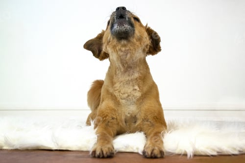 Preview: Dog howling