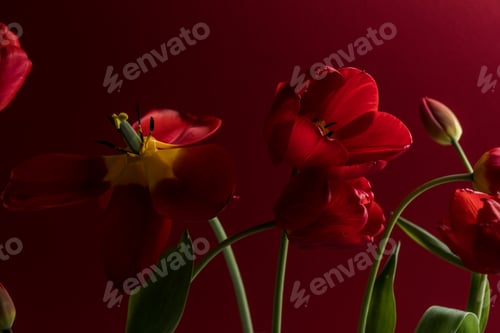 Preview: Abstract blurred background - red tulips Tulip flowers background for postcard or banner, copy space