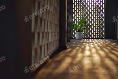 Preview: Selective focus on tree in ceramic pot with shadow from light of sunset on concrete floor.