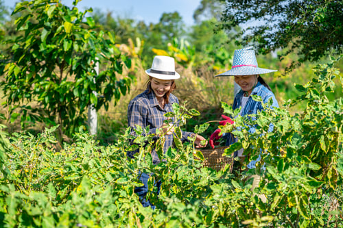 Preview: An Asian female farmer in Thailand collects eggplants grown in the garden for food and for sale.