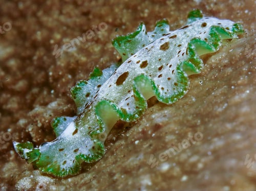 Preview: Green flatworm from Bali