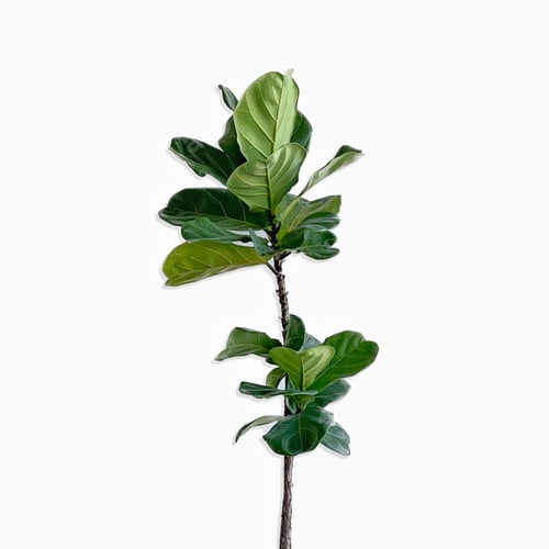 Preview: Fiddle leaf fig tree on white background.close