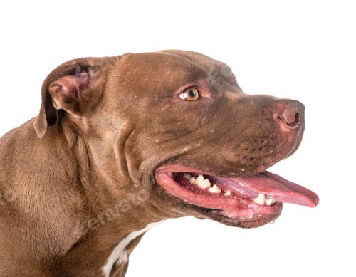 Preview: american pitbull in studio