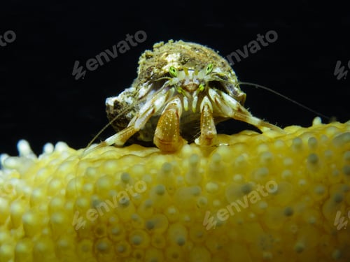 Preview: Hermit crab from Oslo fjord, Norway
