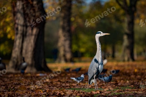 Preview: Autumn in Regents Park, one of the Royal Parks of London, England