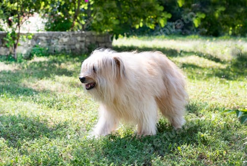 Preview: Pyrenean Sheepdog in a garden