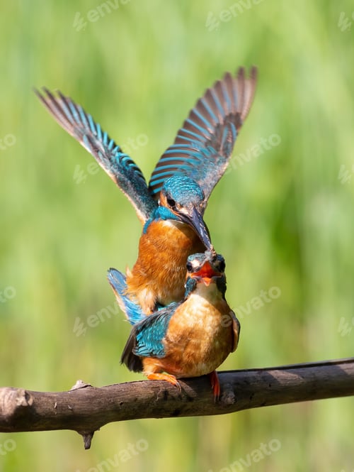 Preview: Сommon kingfisher, Alcedo atthis. A family of birds is engaged in the continuation of its species