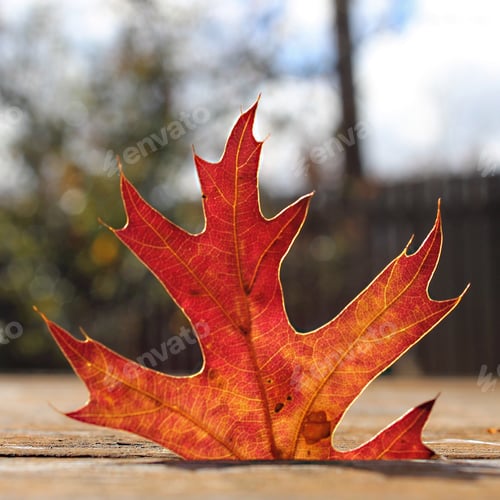 Preview: Flame