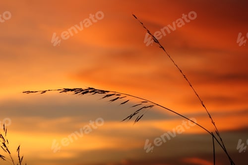 Preview: Nature in the golden hour