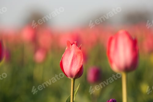 Preview: Fresh beautiful tulips in field, selective focus with space for text. Blooming flowers