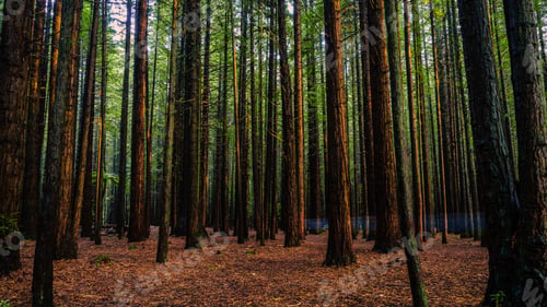 Preview: Beautiful view of high trees in Whakarewarewa Forest, in Rotorua, New Zealand