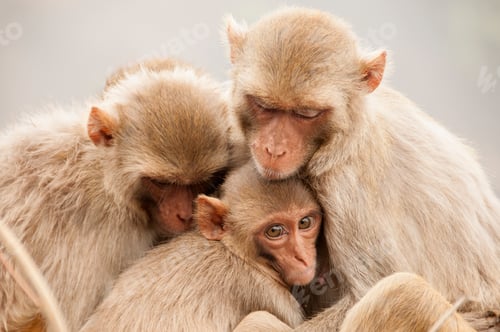 Preview: Monkey family with babies, hugging each other, Red faced macaque, emotional photo.